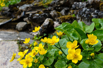 Yellow marsh calendula, Caltha palustris flowers on stones by the pond