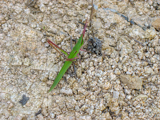 An unusual grasshopper at Zhuang Yuan