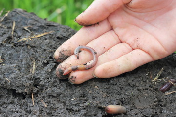 Soil quality thanks to California worms