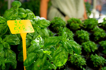 Basil on sale on a market stall in France