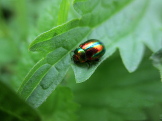 Colored beetle on the grass macro