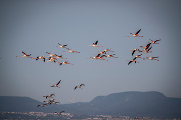 Pink big birds Greater Flamingos, Phoenicopterus ruber, in the water, izmir, Turkey. Flamingos cleaning feathers. Wildlife animal scene from nature.