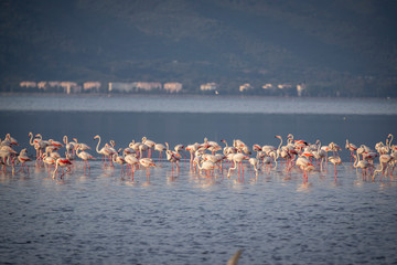 Fototapeta premium Pink big birds Greater Flamingos, Phoenicopterus ruber, in the water, izmir, Turkey. Flamingos cleaning feathers. Wildlife animal scene from nature.