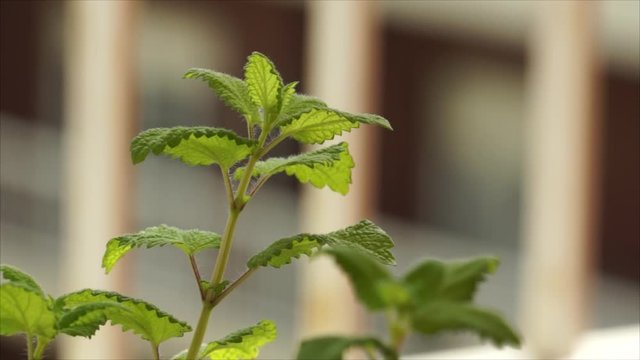 Planta melisa. limoncillo, menta melisa, hoja de lim&oacute;n o toronjil​ (melissa officinalis). D&iacute;a soleado.