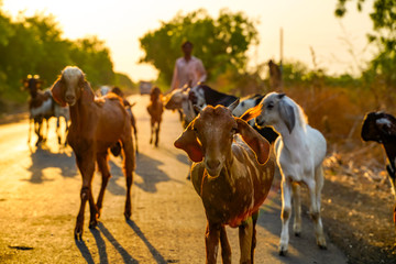 goat walking on countryside road
