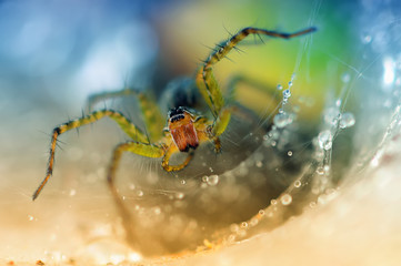 spider in the hole

