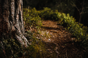 
sunny path in the forest