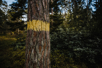 
marked tree with a yellow stripe in the forest
