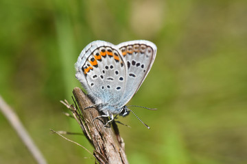 Fototapeta na wymiar Silver-studded blue butterfly - Plebejus argus. Little blue butterfly on wild flower