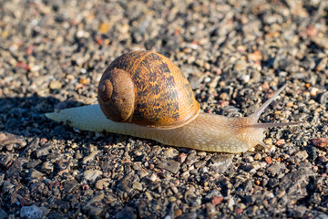 Looking for snails on a rainy afternoon