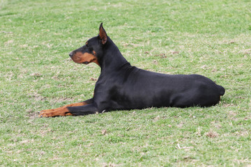 Black doberman dog lying on grass
