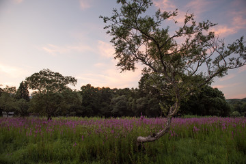 夕方の裏磐梯ママキャンプ場（エゾミソハギ）