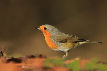 Photo of European robin (Erithacus rubecula) sits on a stump. Detailed and bright portrait. Autumn landscape with a song bird. Erithacus rubecula. Wildlife scene from nature.
