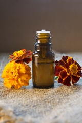 Tagetes patula essential oil (remedy, extract) bottle with Tagetes patula fresh flowers on canvas background