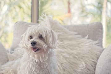 Maltese dog needs a haircut. 