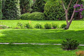 Freshly cut grass in the backyard of a private house.