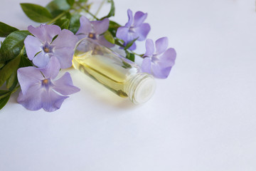 Vinca minor essential oil (extract, remedy) bottle with fresh Vinca minor flowers on white background