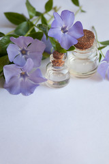 Vinca minor essential oil (extract, remedy) bottle with fresh Vinca minor flowers on white background