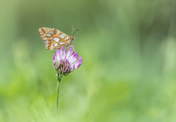 The beautiful Queen of Spain fritillary on flower (Issoria lathonia)