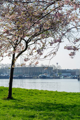 One blooming sakura is standing on the river side in the spring day with some buildings and boats as background