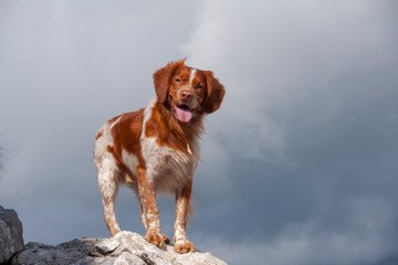 perro de cacería, bretón español	