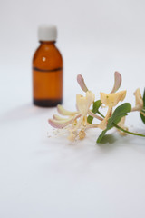 Lonicera caprifolium, honeysuckle flower essential oil (remedy, extract) bottle isolated white