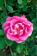 pink rose in garden