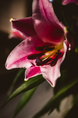 pink lily flower