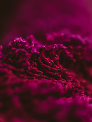 red and purple fabric