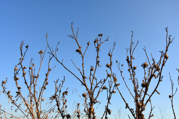 tree branches against blue sky