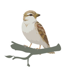 Realistic sparrow sitting on a branch. Colorful vector illustration of little female bird sparrow in hand drawn realistic style isolated on white background. Element for your design, print, decoration