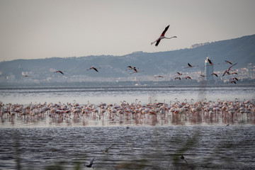 Pink big birds Greater Flamingos, Phoenicopterus ruber, in the water, izmir, Turkey. Flamingos cleaning feathers. Wildlife animal scene from nature.