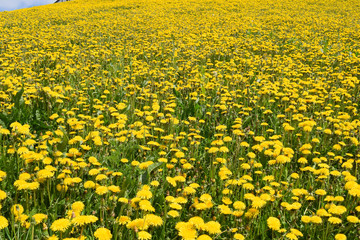 Obraz premium field of dandelions
