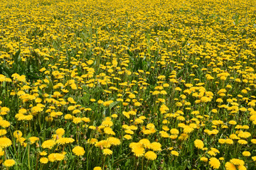 field of dandelions