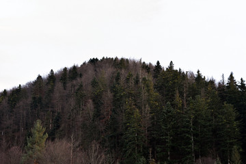 pine forest in the mountains