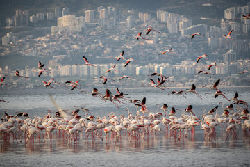 Fototapeta premium Pink big birds Greater Flamingos, Phoenicopterus ruber, in the water, izmir, Turkey. Flamingos cleaning feathers. Wildlife animal scene from nature.