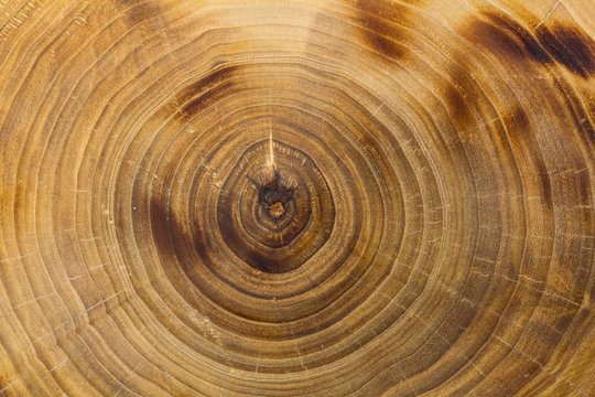 Closeup poplar trunk slice, growth rings. Burnt wood texture.