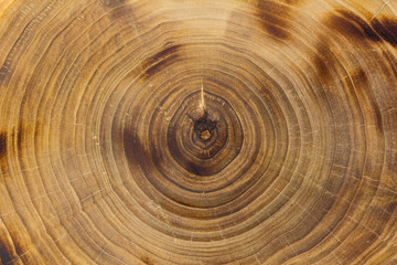 Naklejka premium Closeup poplar trunk slice, growth rings. Burnt wood texture.