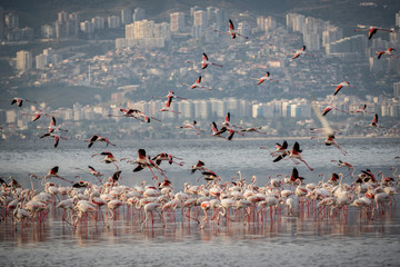 Pink big birds Greater Flamingos, Phoenicopterus ruber, in the water, izmir, Turkey. Flamingos cleaning feathers. Wildlife animal scene from nature.