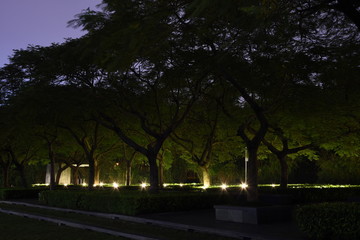 Obraz premium Green trees in a park lit by lanterns