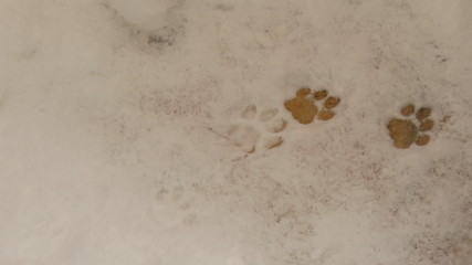 Impronta sulla neve