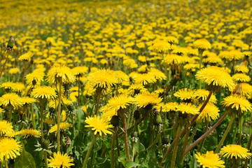 field of dandelions