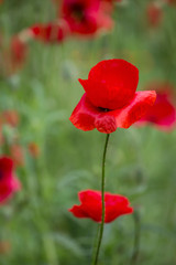 Fototapeta premium Poppy Flower Meadow In Summer