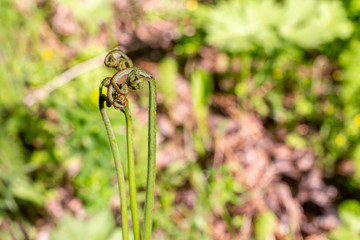 Bracken fern (Pterídium aquilínum ) close-up, perennial plant, wild plants in the forest