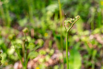 Fototapeta premium Bracken fern (Pterídium aquilínum ) close-up, perennial plant, wild plants in the forest