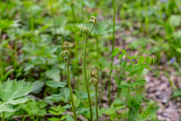 Bracken fern (Pter&iacute;dium aquil&iacute;num ) close-up, perennial plant, wild plants in the forest