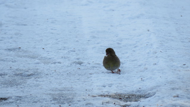 Uccello tra la neve