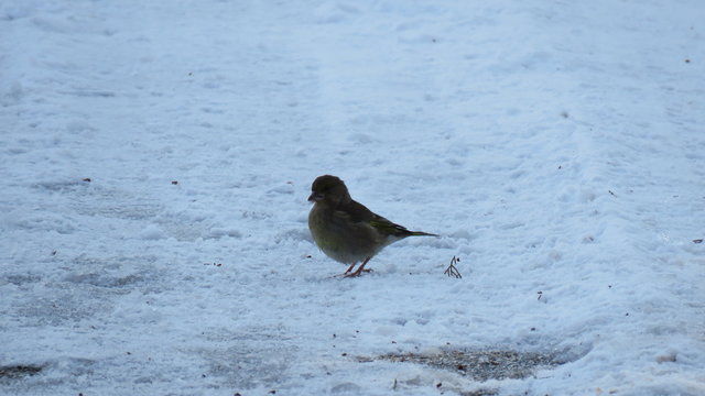 Uccello tra la neve