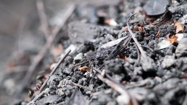 many forest ants work to build an ant hill. Close-up.