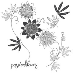 Flowering passionflowers. Sketch.Hand drawn vector illustration, isolated floral elements for design on white background. Silhouette and outline.